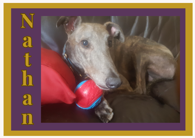 Nathan the greyhound